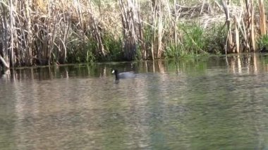 Yazın Güzel Kanada Gölü Üzerinde Ağır Çekimde Amerikan Coot Aileleri