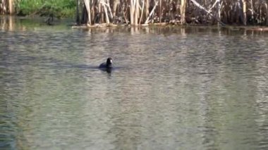 Yazın Güzel Kanada Gölü Üzerinde Ağır Çekimde Amerikan Coot Aileleri
