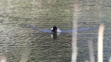 Yazın Güzel Kanada Gölü Üzerinde Ağır Çekimde Amerikan Coot Aileleri