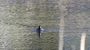Yazın Güzel Kanada Gölü Üzerinde Ağır Çekimde Amerikan Coot Aileleri