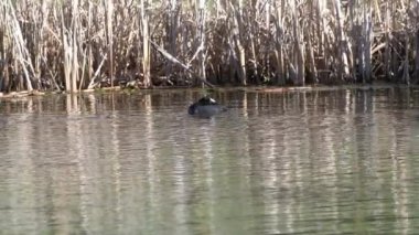 Yazın Güzel Kanada Gölü Üzerinde Ağır Çekimde Amerikan Coot Aileleri