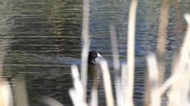 Yazın Güzel Kanada Gölü Üzerinde Ağır Çekimde Amerikan Coot Aileleri