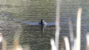 Yazın Güzel Kanada Gölü Üzerinde Ağır Çekimde Amerikan Coot Aileleri