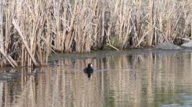 Yazın Güzel Kanada Gölü Üzerinde Ağır Çekimde Amerikan Coot Aileleri