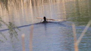 Yazın Güzel Kanada Gölü Üzerinde Ağır Çekimde Amerikan Coot Aileleri