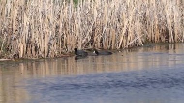 Yazın Güzel Kanada Gölü Üzerinde Ağır Çekimde Amerikan Coot Aileleri