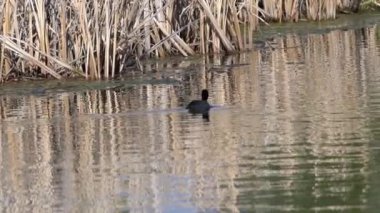 Yazın Güzel Kanada Gölü Üzerinde Ağır Çekimde Amerikan Coot Aileleri