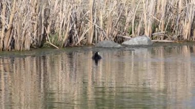 Yazın Güzel Kanada Gölü Üzerinde Ağır Çekimde Amerikan Coot Aileleri