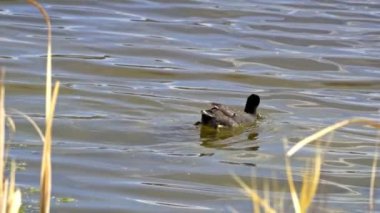 Yazın Güzel Kanada Gölü Üzerinde Ağır Çekimde Amerikan Coot Aileleri