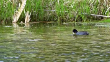Yazın Güzel Kanada Gölü Üzerinde Ağır Çekimde Amerikan Coot Aileleri