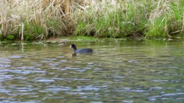 Yazın Güzel Kanada Gölü Üzerinde Ağır Çekimde Amerikan Coot Aileleri