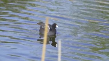 Yazın Güzel Kanada Gölü Üzerinde Ağır Çekimde Amerikan Coot Aileleri
