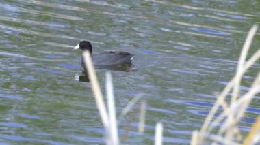 Yazın Güzel Kanada Gölü Üzerinde Ağır Çekimde Amerikan Coot Aileleri