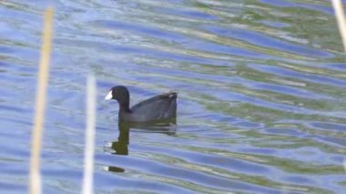 Yazın Güzel Kanada Gölü Üzerinde Ağır Çekimde Amerikan Coot Aileleri