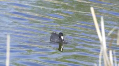 Yazın Güzel Kanada Gölü Üzerinde Ağır Çekimde Amerikan Coot Aileleri