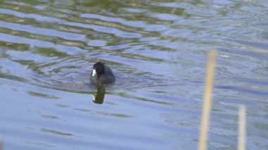 Yazın Güzel Kanada Gölü Üzerinde Ağır Çekimde Amerikan Coot Aileleri