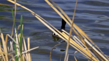 Yazın Güzel Kanada Gölü Üzerinde Ağır Çekimde Amerikan Coot Aileleri
