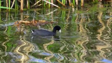 Yazın Güzel Kanada Gölü Üzerinde Ağır Çekimde Amerikan Coot Aileleri