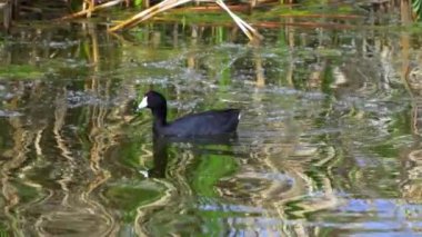 Yazın Güzel Kanada Gölü Üzerinde Ağır Çekimde Amerikan Coot Aileleri