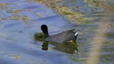Yazın Güzel Kanada Gölü Üzerinde Ağır Çekimde Amerikan Coot Aileleri