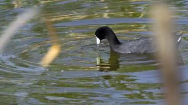 Yazın Güzel Kanada Gölü Üzerinde Ağır Çekimde Amerikan Coot Aileleri