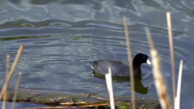 Yazın Güzel Kanada Gölü Üzerinde Ağır Çekimde Amerikan Coot Aileleri