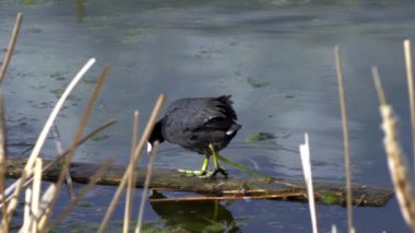 Yazın Güzel Kanada Gölü Üzerinde Ağır Çekimde Amerikan Coot Aileleri