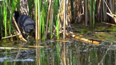 Yazın Güzel Kanada Gölü Üzerinde Ağır Çekimde Amerikan Coot Aileleri