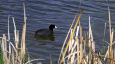 Yazın Güzel Kanada Gölü Üzerinde Ağır Çekimde Amerikan Coot Aileleri