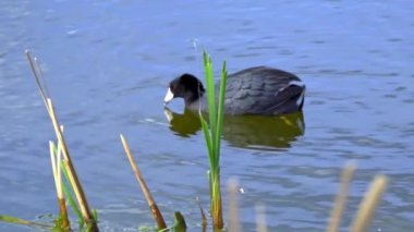 Yazın Güzel Kanada Gölü Üzerinde Ağır Çekimde Amerikan Coot Aileleri