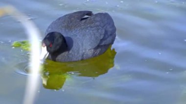 Yazın Güzel Kanada Gölü Üzerinde Ağır Çekimde Amerikan Coot Aileleri