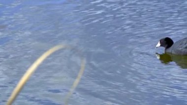 Yazın Güzel Kanada Gölü Üzerinde Ağır Çekimde Amerikan Coot Aileleri