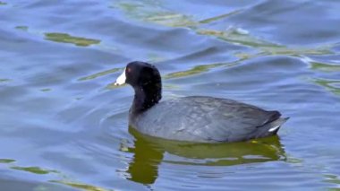 Yazın Güzel Kanada Gölü Üzerinde Ağır Çekimde Amerikan Coot Aileleri