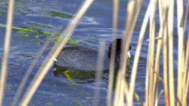 Yazın Güzel Kanada Gölü Üzerinde Ağır Çekimde Amerikan Coot Aileleri