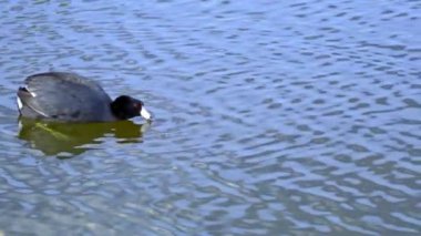 Yazın Güzel Kanada Gölü Üzerinde Ağır Çekimde Amerikan Coot Aileleri