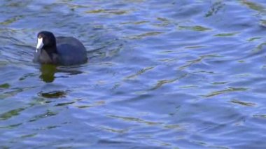 Yazın Güzel Kanada Gölü Üzerinde Ağır Çekimde Amerikan Coot Aileleri