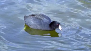 Yazın Güzel Kanada Gölü Üzerinde Ağır Çekimde Amerikan Coot Aileleri