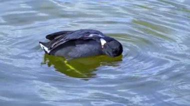 Yazın Güzel Kanada Gölü Üzerinde Ağır Çekimde Amerikan Coot Aileleri