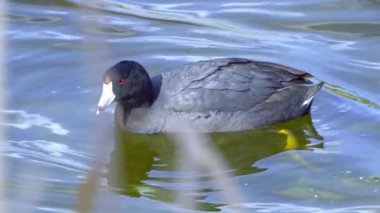 Yazın Güzel Kanada Gölü Üzerinde Ağır Çekimde Amerikan Coot Aileleri