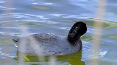 Yazın Güzel Kanada Gölü Üzerinde Ağır Çekimde Amerikan Coot Aileleri