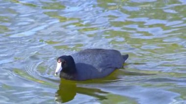 Yazın Güzel Kanada Gölü Üzerinde Ağır Çekimde Amerikan Coot Aileleri