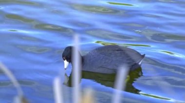 Yazın Güzel Kanada Gölü Üzerinde Ağır Çekimde Amerikan Coot Aileleri