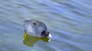 Yazın Güzel Kanada Gölü Üzerinde Ağır Çekimde Amerikan Coot Aileleri