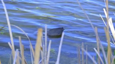 Yazın Güzel Kanada Gölü Üzerinde Ağır Çekimde Amerikan Coot Aileleri