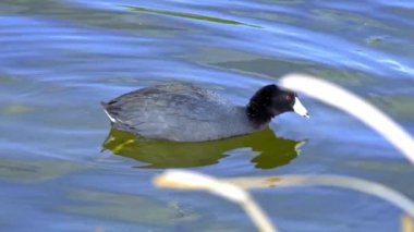 Yazın Güzel Kanada Gölü Üzerinde Ağır Çekimde Amerikan Coot Aileleri