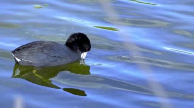 Yazın Güzel Kanada Gölü Üzerinde Ağır Çekimde Amerikan Coot Aileleri