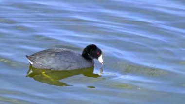 Yazın Güzel Kanada Gölü Üzerinde Ağır Çekimde Amerikan Coot Aileleri