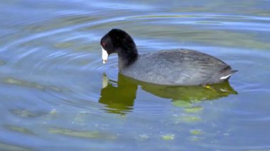 Yazın Güzel Kanada Gölü Üzerinde Ağır Çekimde Amerikan Coot Aileleri