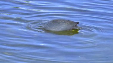 Yazın Güzel Kanada Gölü Üzerinde Ağır Çekimde Amerikan Coot Aileleri