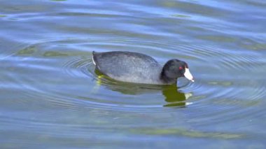 Yazın Güzel Kanada Gölü Üzerinde Ağır Çekimde Amerikan Coot Aileleri